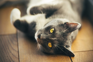 A gray cute house cat with yellow eyes and a white spot on its forehead lazily lies on the wooden floor and looks with interest. - Powered by Adobe