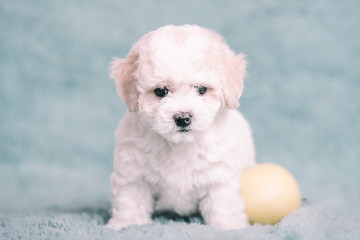 White Bichon puppy on a blue background with flowers.