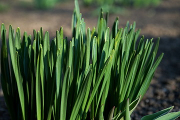 Young sprouts of spring plants. Selective focus