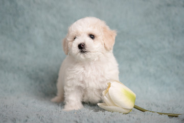 White Bichon puppy on a blue background with flowers.