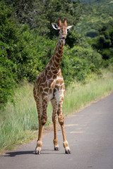 Naughty giraffe on the road,  Hluhluwe-Imfolozi Park, KwaZulu-Natal, South Africa