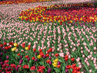 カラフルなチューリップ