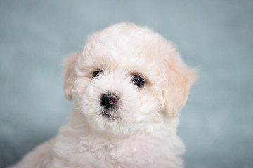 White Bichon puppy on a blue background with flowers.