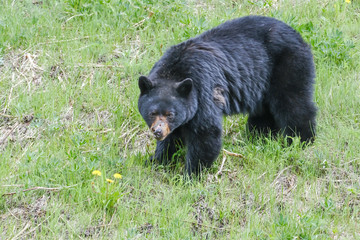 Fototapeta na wymiar An injured black bear in the grass, part of the nose is gone, trees in the background, Manning Park, Canada