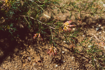 native Australian grevillea semperflorens with yellow and pink flowers