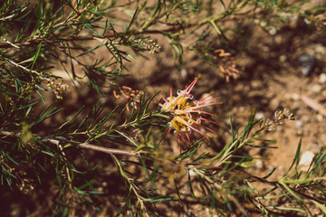 native Australian grevillea semperflorens with yellow and pink flowers