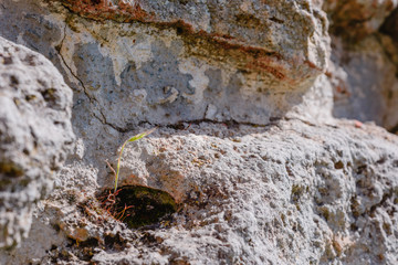 Stone walls - National archaeological park Chersonesos