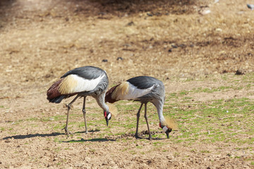 Pair of big crowned cranes