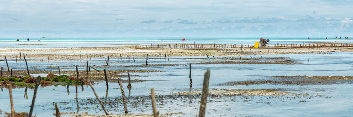 Fototapeta na wymiar Panorama of algae cultivation, Zanzibar