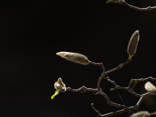 ハクモクレンのつぼみ