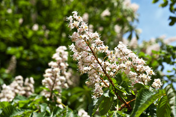 Branches of beautiful flowering chestnuts