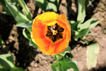Verbania (VCO), Italy - April 01, 2017: Tulips in 
