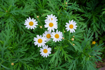 Fototapeta premium The white flowers is named oxya daisy, oxeye daisy and dog daisy. Leucanthemum vulgare is a member of Asteraceae.
