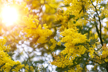 Mimosa flowers with sunlight on blurred background.