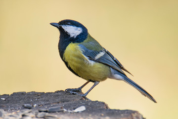 blue tit on branch