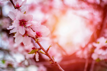 Close up of Almond Flower on Sunlight background.