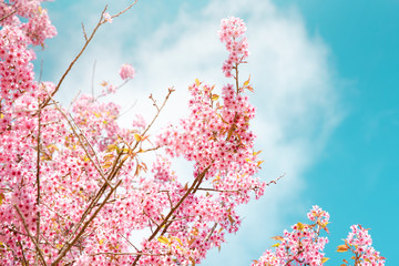 Pink cherry blossoms in Northern Thailand.