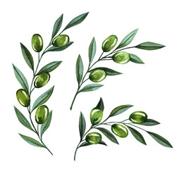 Watercolor illustration with olive branches and berries. Floral branches for wedding stationary, greetings, wallpapers, fashion and invitations