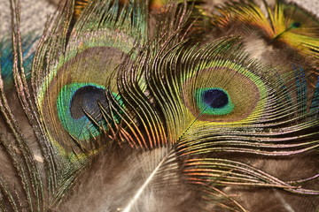 Naklejka premium Peacock feather pattern macro Peacock feathers closeup Bright colors.