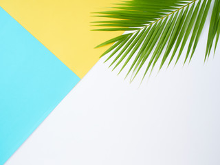 Tropical palm leaves in color background