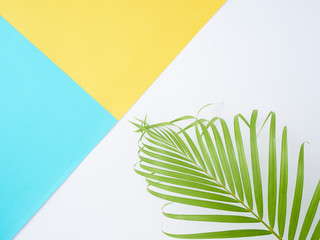 Tropical palm leaves in color background