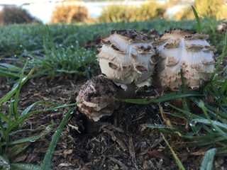 Golf ball mushrooms