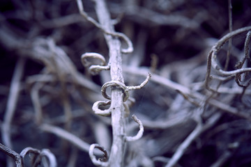 branches of plant