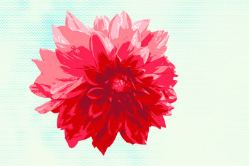 red garden flower. green-blue halftone background   