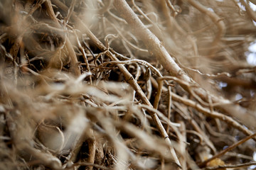 branches of plant
