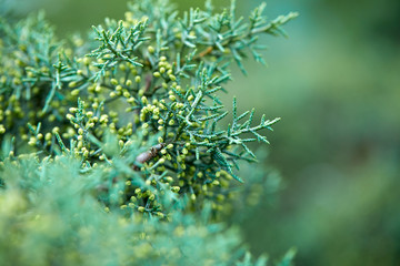 green lush branches of coniferous tree