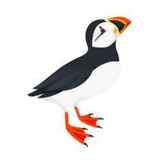 Atlantic puffin bird look at top cartoon animal design flat vector illustration isolated on white background