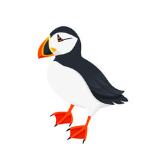 Atlantic puffin bird cartoon animal design flat vector illustration isolated on white background