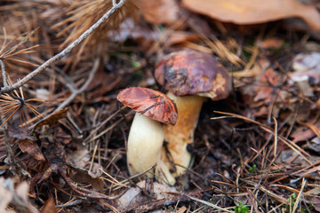 Fototapeta premium Double mushroom imleria badia commonly known as the bay bolete or boletus badius growing in pine tree forest..