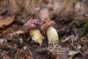 Double mushroom imleria badia commonly known as the bay bolete or boletus badius growing in pine tree forest..