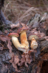 Pile of wild edible bay bolete known as imleria badia or boletus badius mushroom on old hemp in pine tree forest..