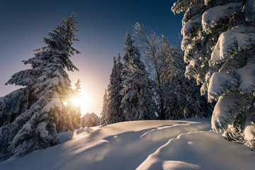 Sun rays from behind the snow covered trees in the mountain