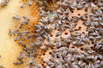 Working bees in a hive on honeycomb. Bees inside hive with sealed and open cells for their young..