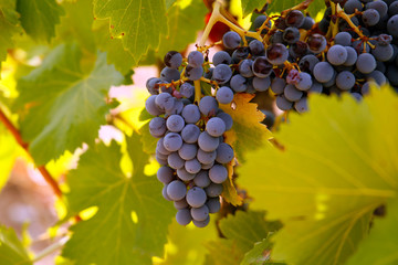Fototapeta premium Uva garnacha