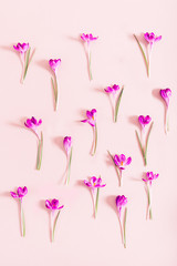 Creative layout pattern made with spring crocus flowers on pink background. Flat lay. Spring minimal concept.