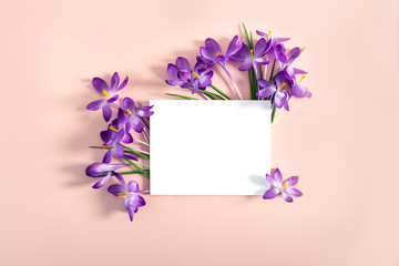 Creative layout made with spring crocus flowers on pink background. Flat lay. Mock up and place for text. Spring minimal concept.