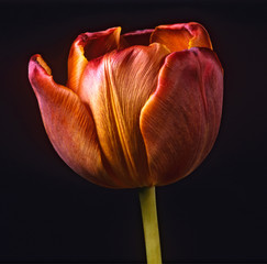 Close up of an English Florists Tulip 'Sulphur'