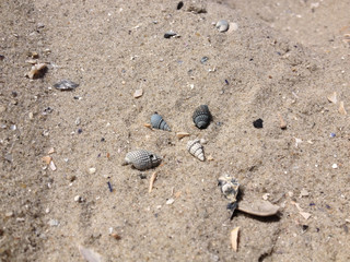 Sand and seashells background