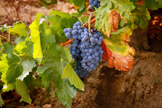 Uva garnacha