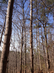 Obraz premium Forest in winter, georgia trails