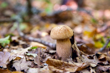 Boletus mushroom in the wild. Porcini mushroom grows on the forest floor at autumn season..