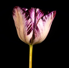 Close up of an English Florists Tulip 'Habit de noce'