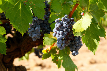 Uva garnacha