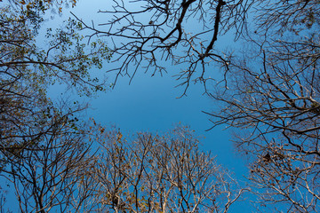 Tree branches, most with no leaf, as a frame, with background of bright blue sky.