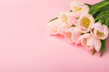 Fototapeta na wymiar Spring flower pink tulips on the pink background with copyspace. Theme of love, mother's day, women's day