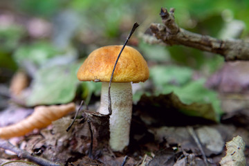Single red boletus mushroom in the wild. Red boletus mushroom grows on the forest floor at autumn season..